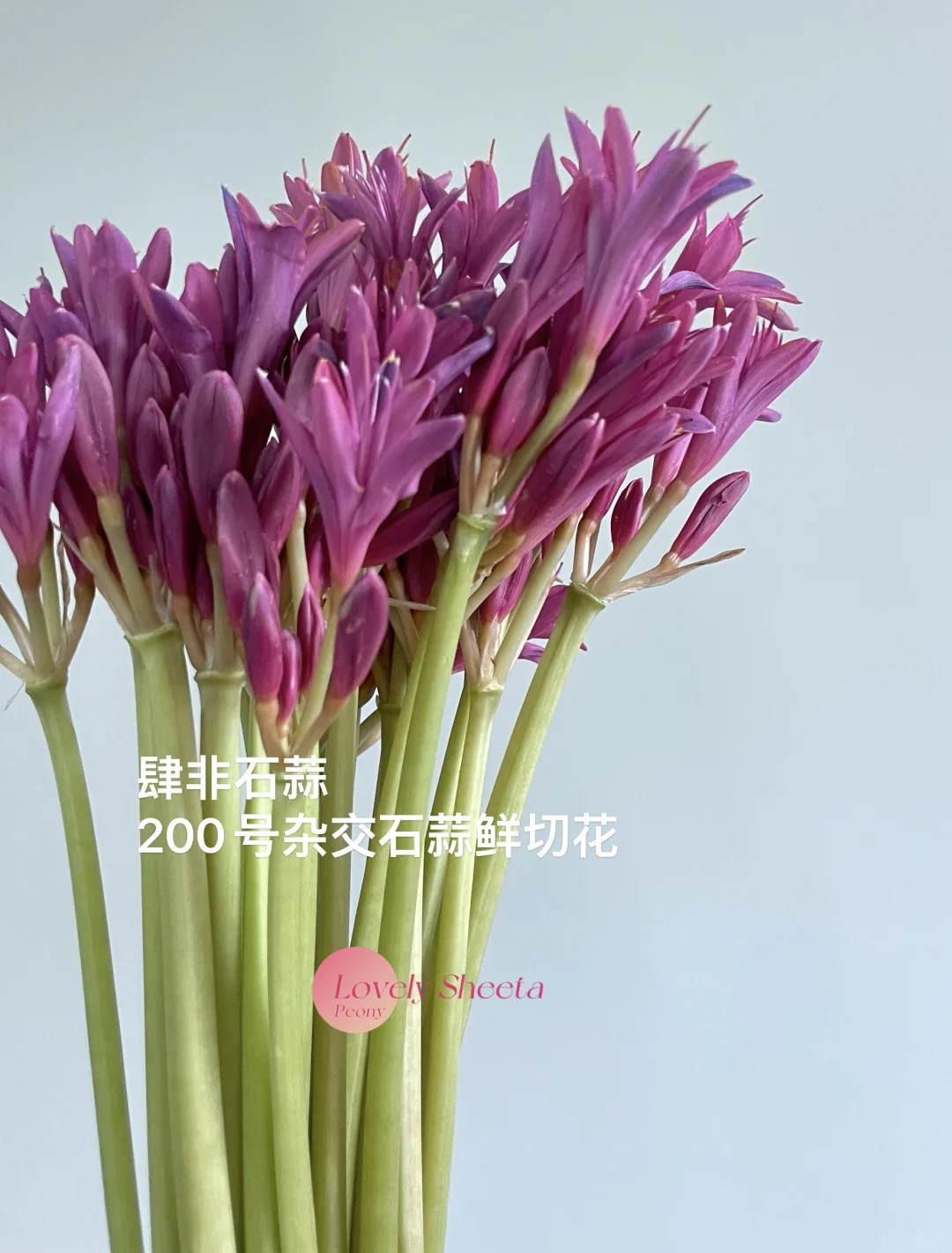 200号杂交石蒜鲜切花 褪色后太灵了！