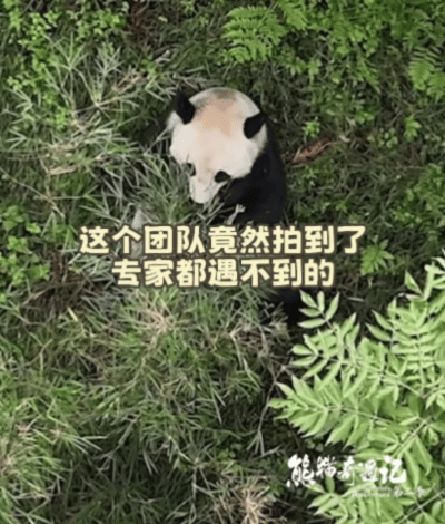 第一次见这么幸运的节目组  四川山林的野生熊猫突然入镜！圆滚滚的身影晃过镜头，连
