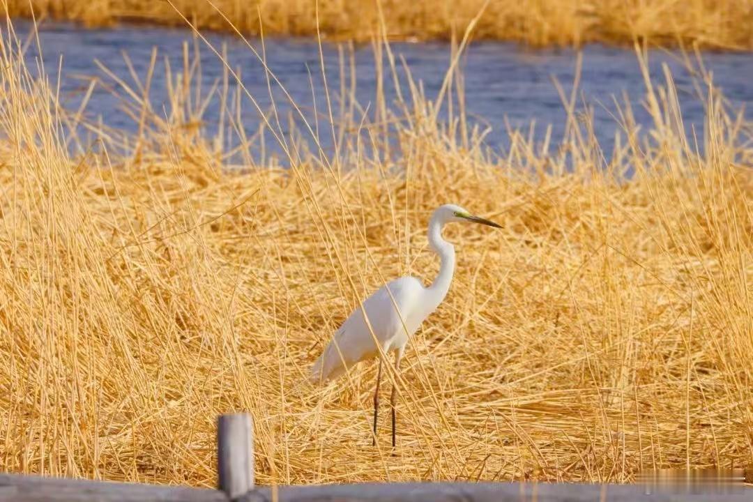 古今飞天圆梦甘肃酒泉 【酒泉祁连苇海，湿地点亮戈壁明珠】谁曾想，在河西走廊干旱腹