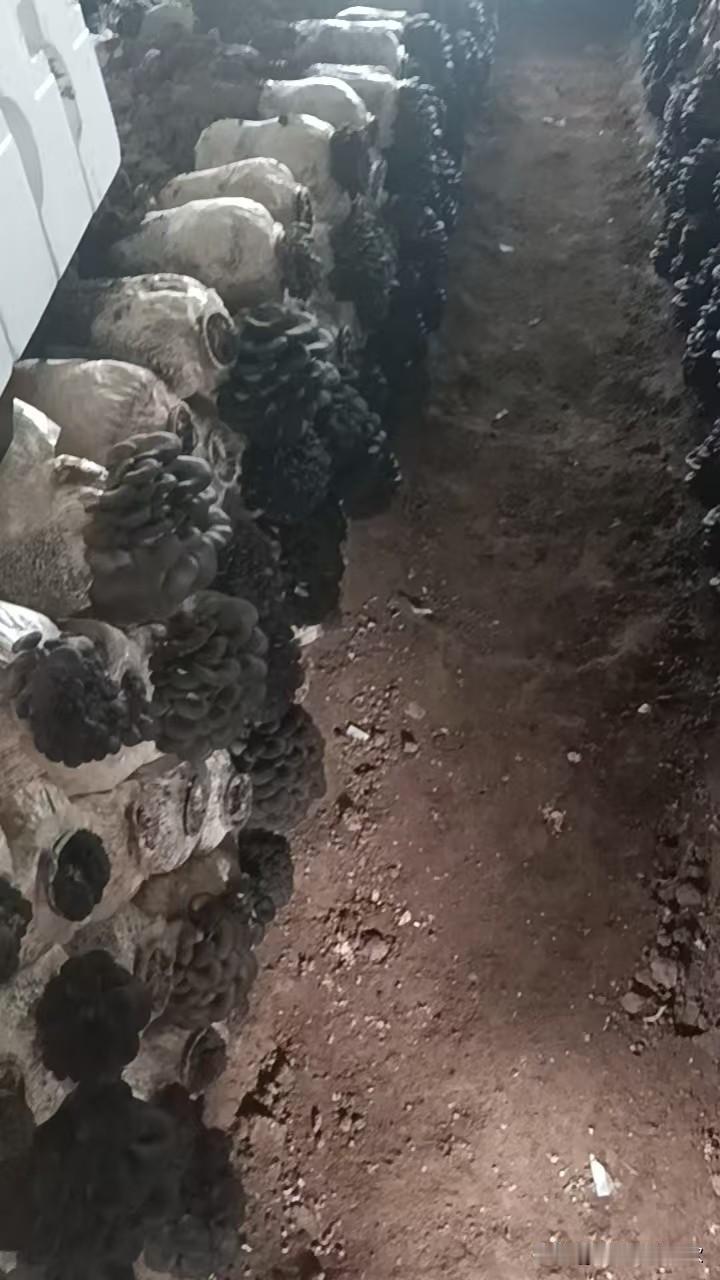 我是乌鲁木齐人，73年属牛的，今年53岁。离婚已经8年了。

昨天，一个暗恋我很