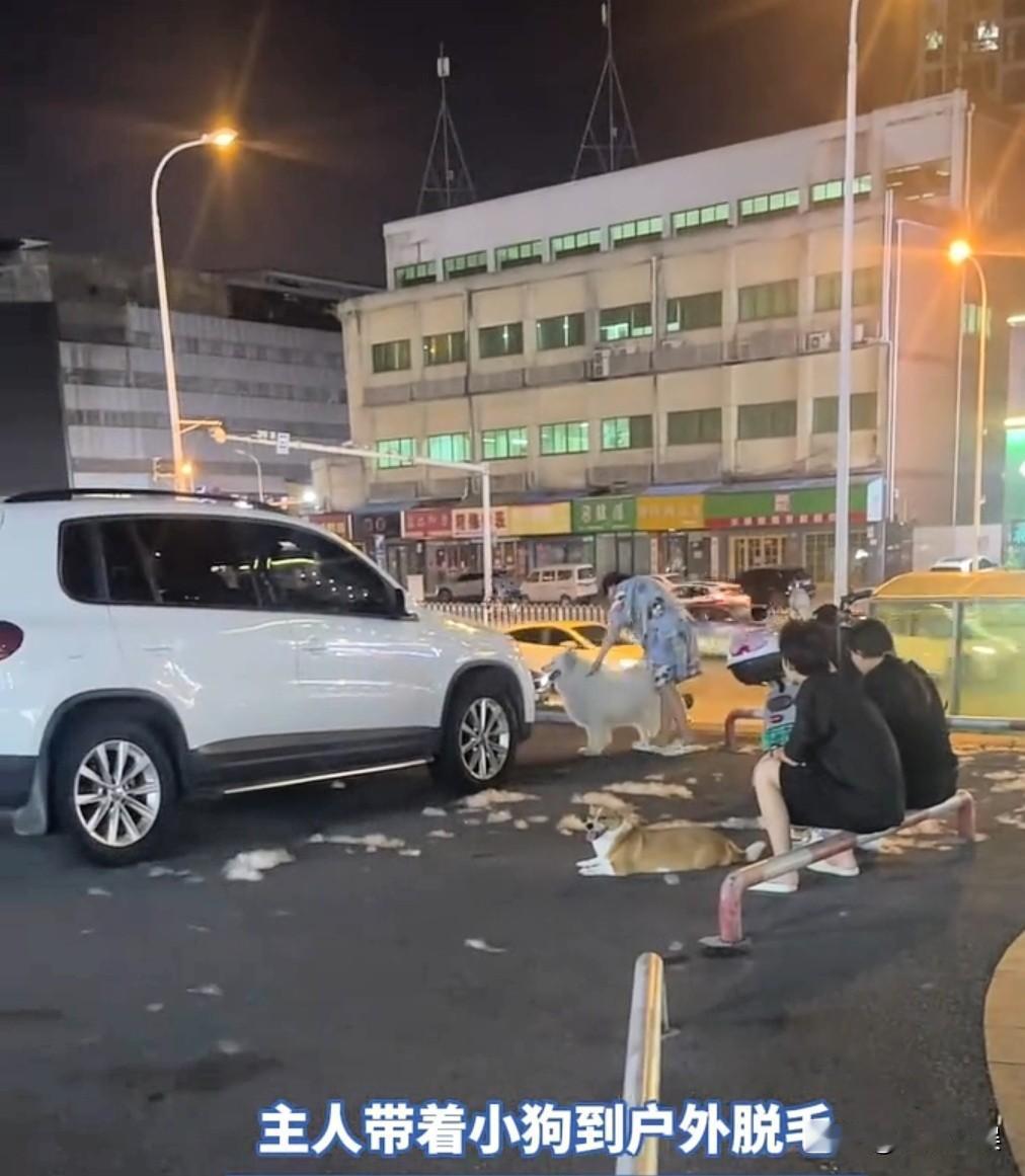 一地狗毛！
狗主人在街头给自己的狗脱毛，完事之后带着狗就走了，只留下一地狗毛！