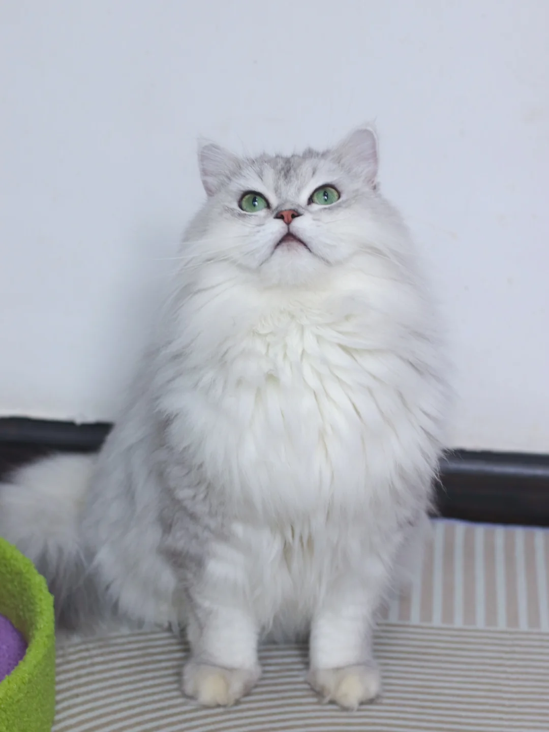 是梦中情猫没错啦