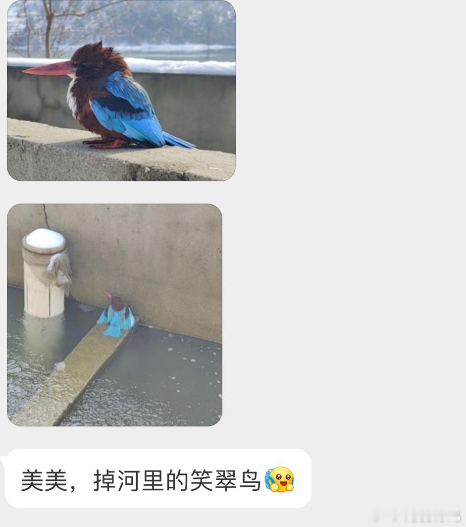 呆呆的【白胸翡翠】以前被很多人抓来做点翠，现在是二级保护鸟类了[心] ​​​