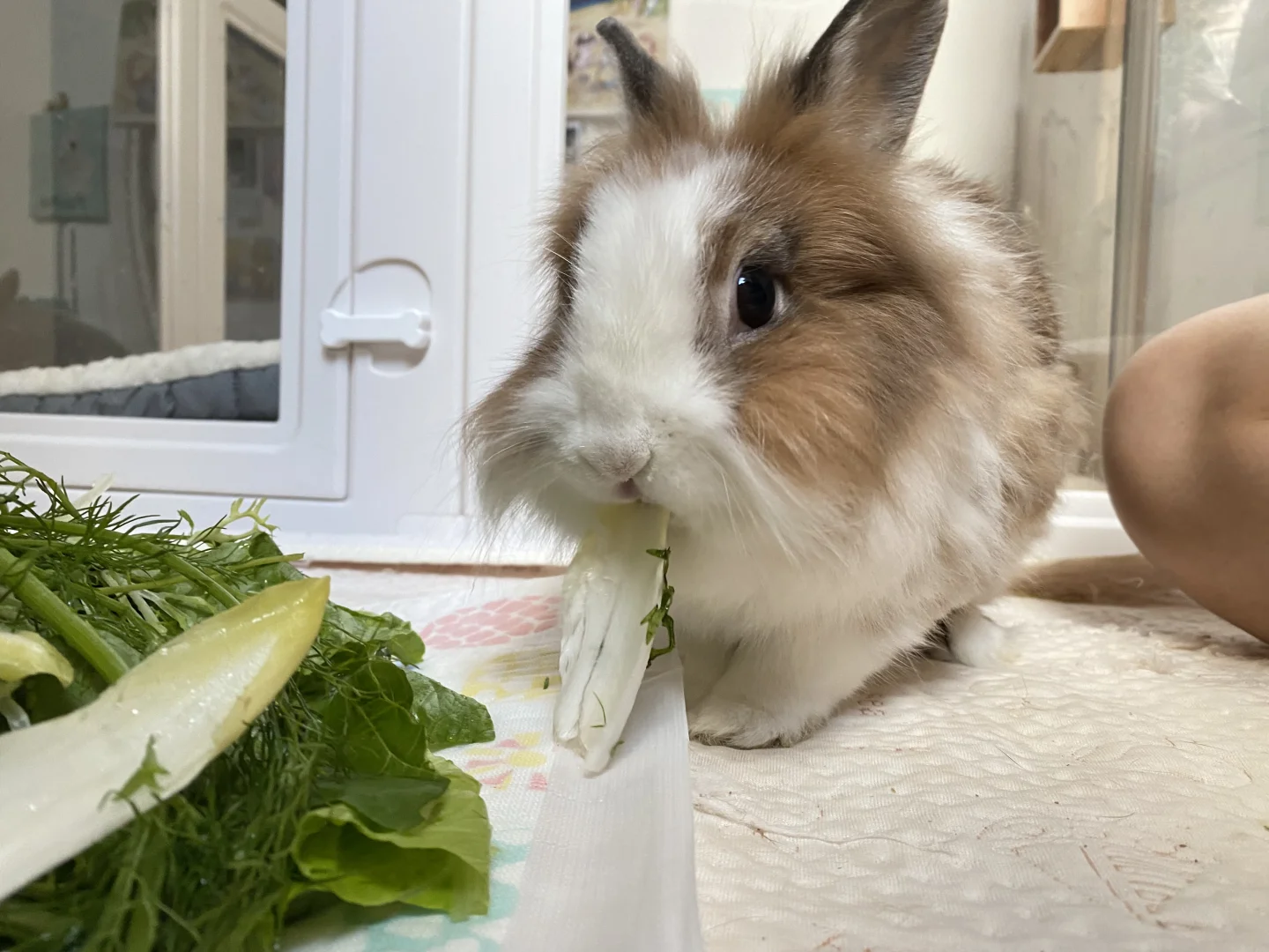 蔬菜时间🥬