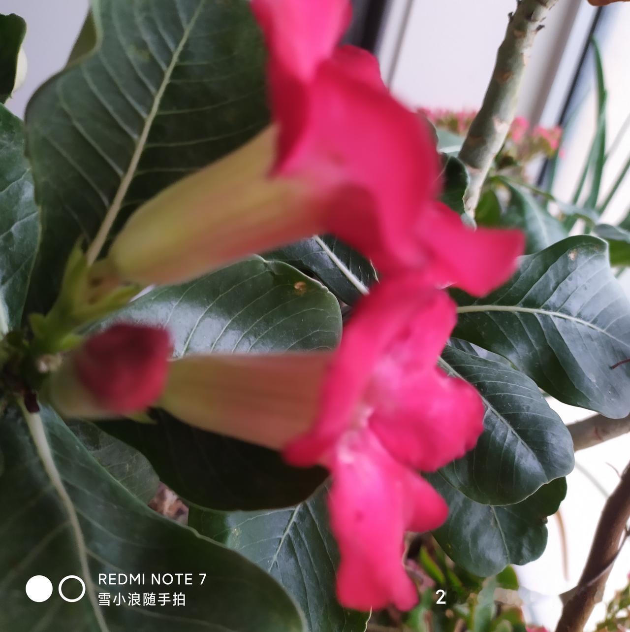 对联飞花令 沙漠玫瑰
出句：无花时候皆沙漠（雪浪）