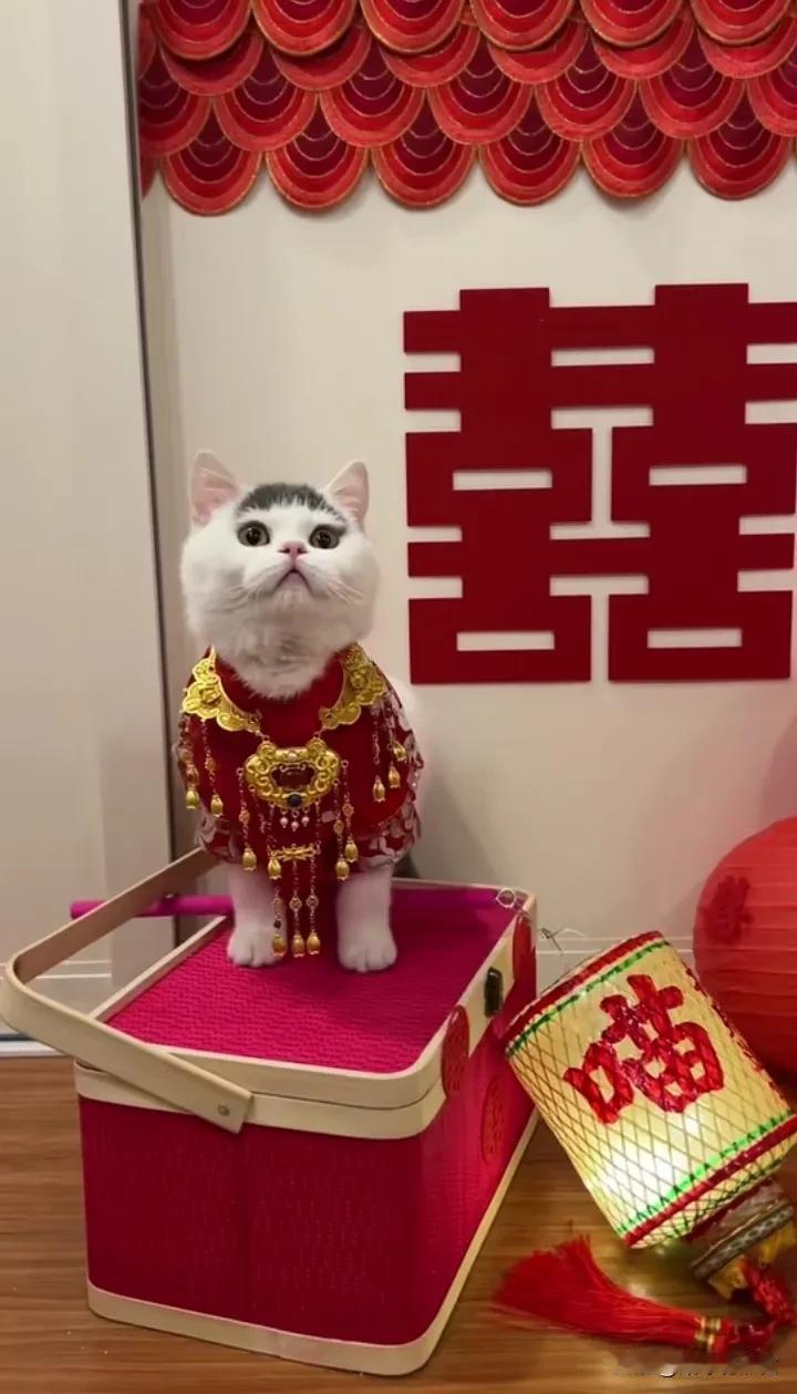 还没有一只猫富有[6]