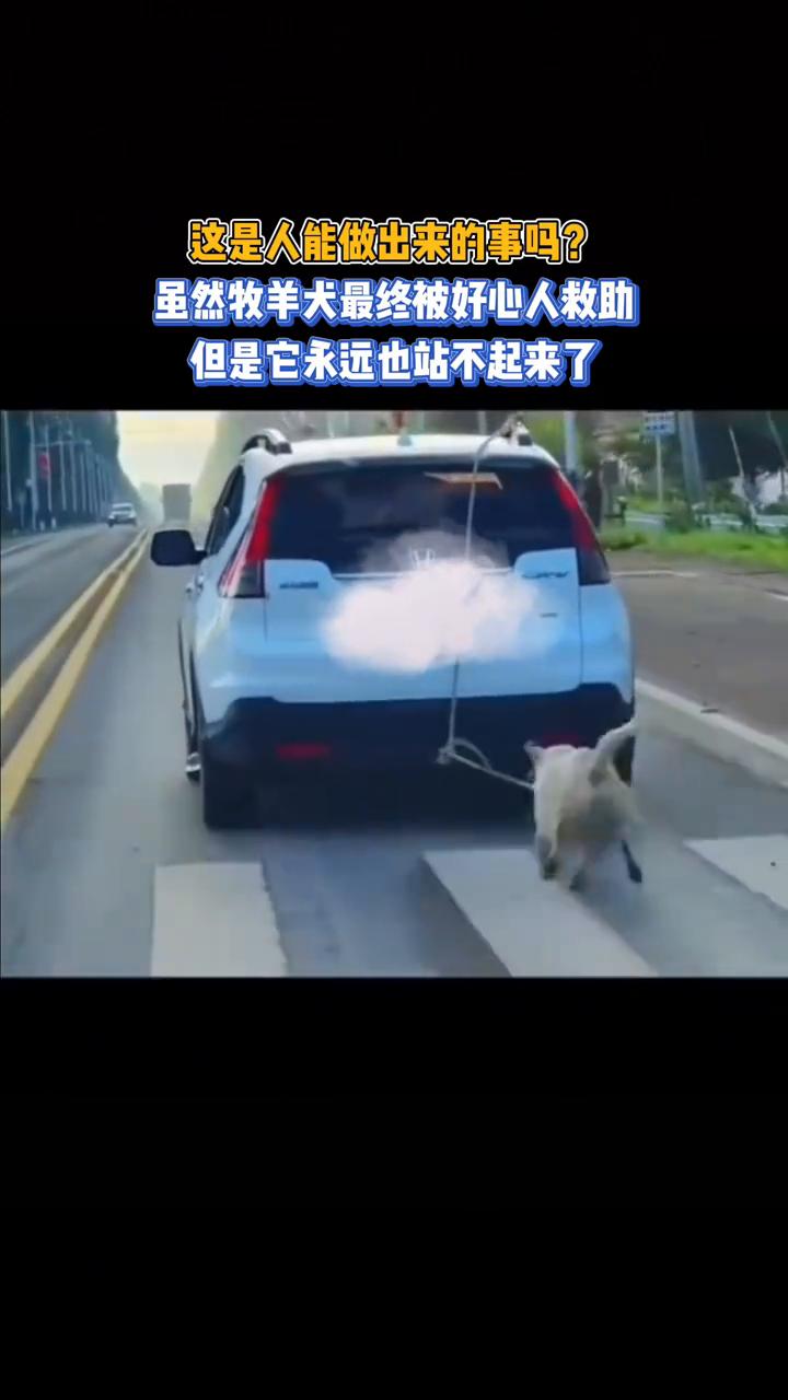 虽然牧羊犬最终被好心人救助，但是它永远也站不起来了，这是人能做出来的事吗？狗狗体