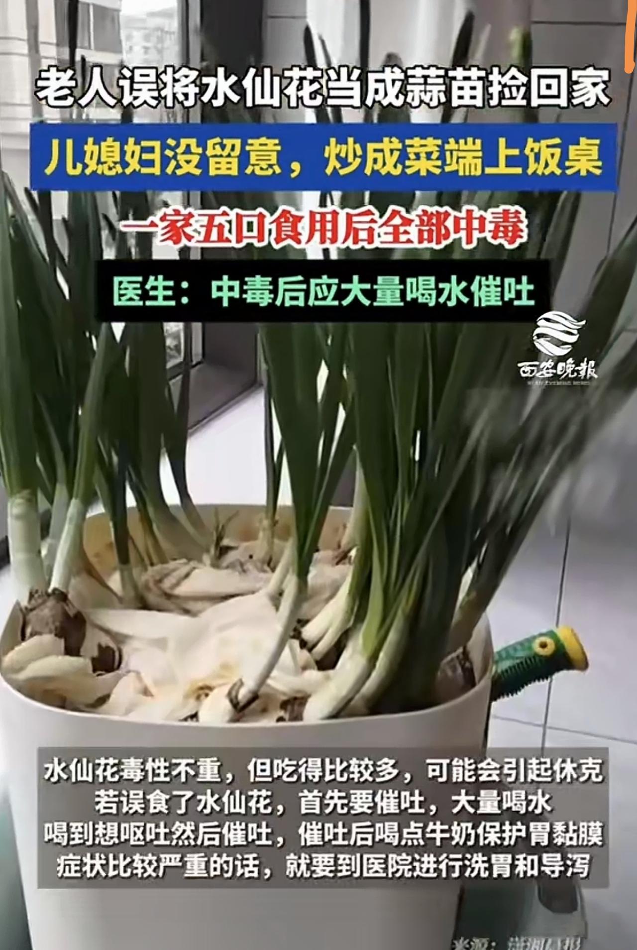 没想到？
家里这顿饭差点“送命”！水仙花竟被当蒜苗炒上桌，全家五口中毒惊魂

你