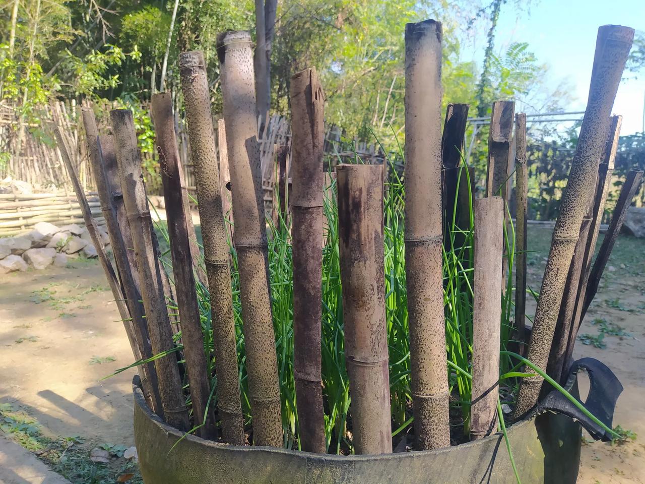 说起来有些好笑[笑]在山里住的第七个年头，才终于实现了吃葱自由

七年，两千多个