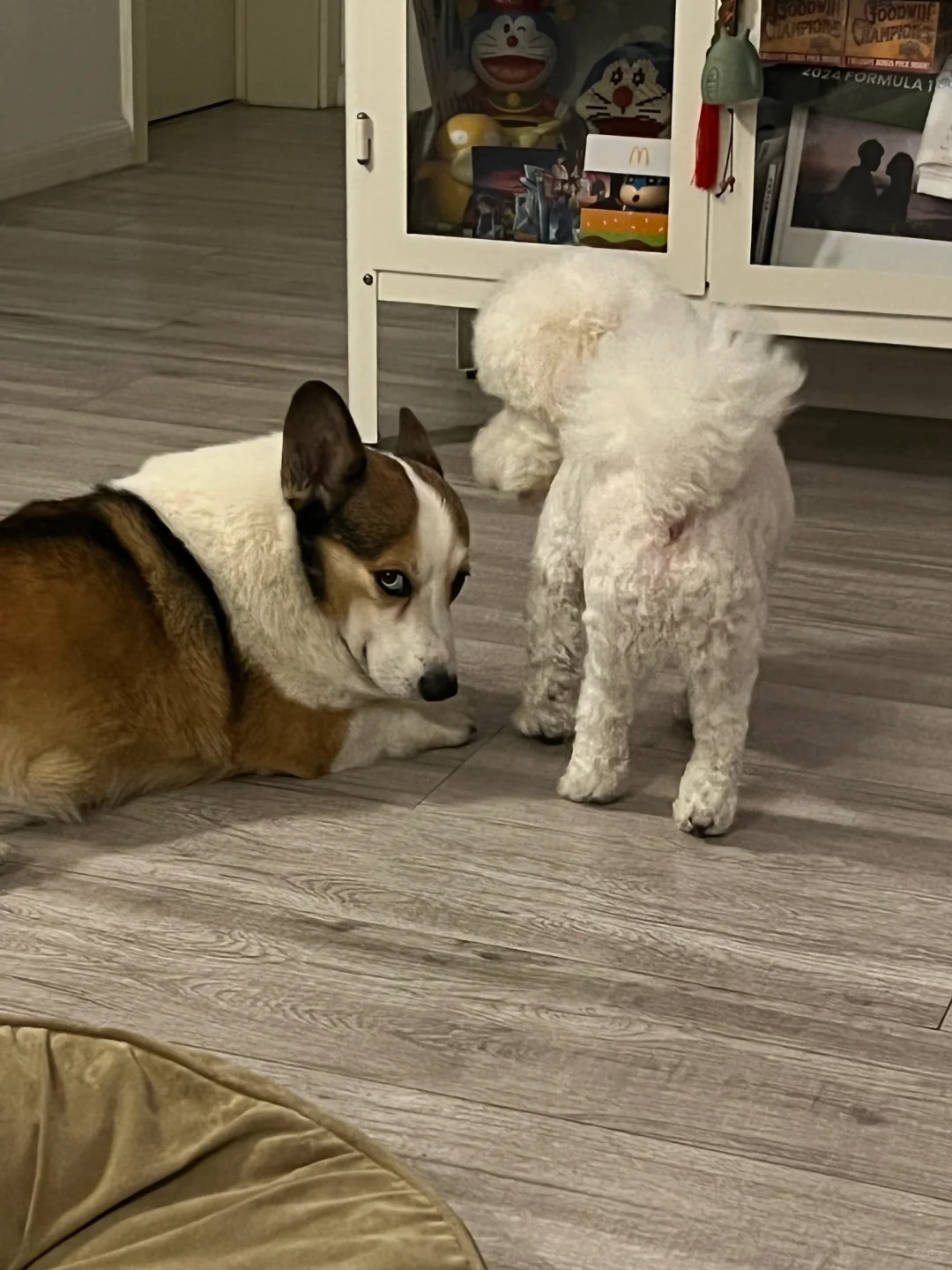 狗狗祟祟的小崽子们👀