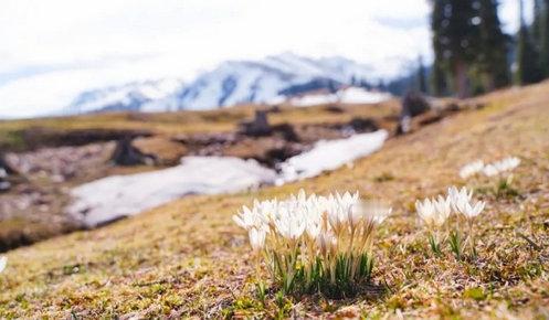 新疆那拉提草原野百合，因春天顶着冰雪盛放，又被称为冰百合、顶冰花。那拉提景区是国