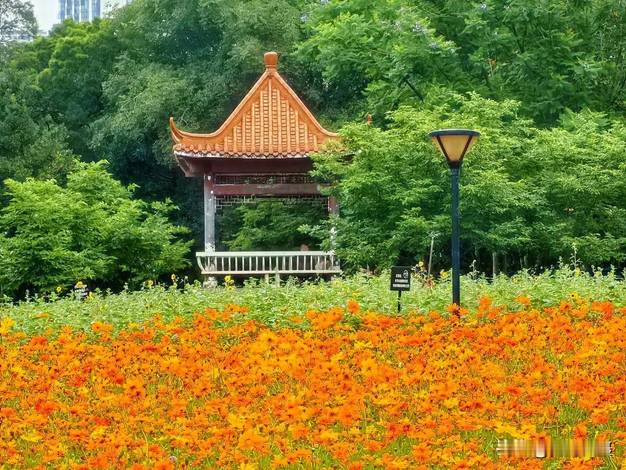 柳州雀儿山公园硫华菊开了