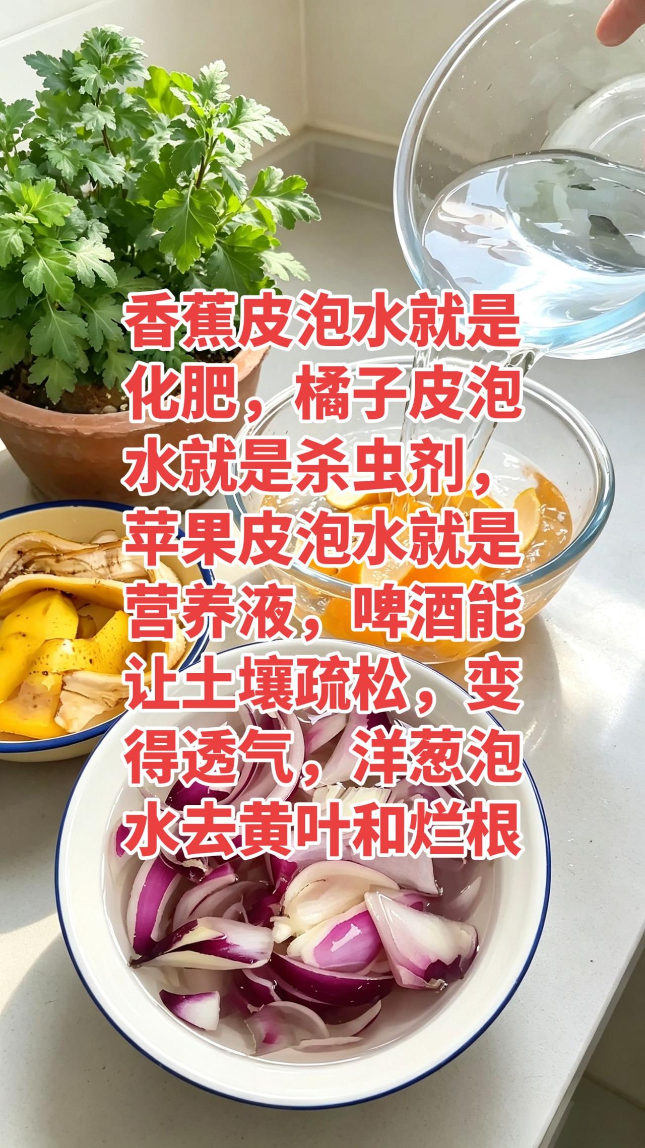 香蕉皮泡水就是化肥，橘子皮泡水就是杀虫剂，苹果皮泡水就是营养液，啤酒能让土壤疏松