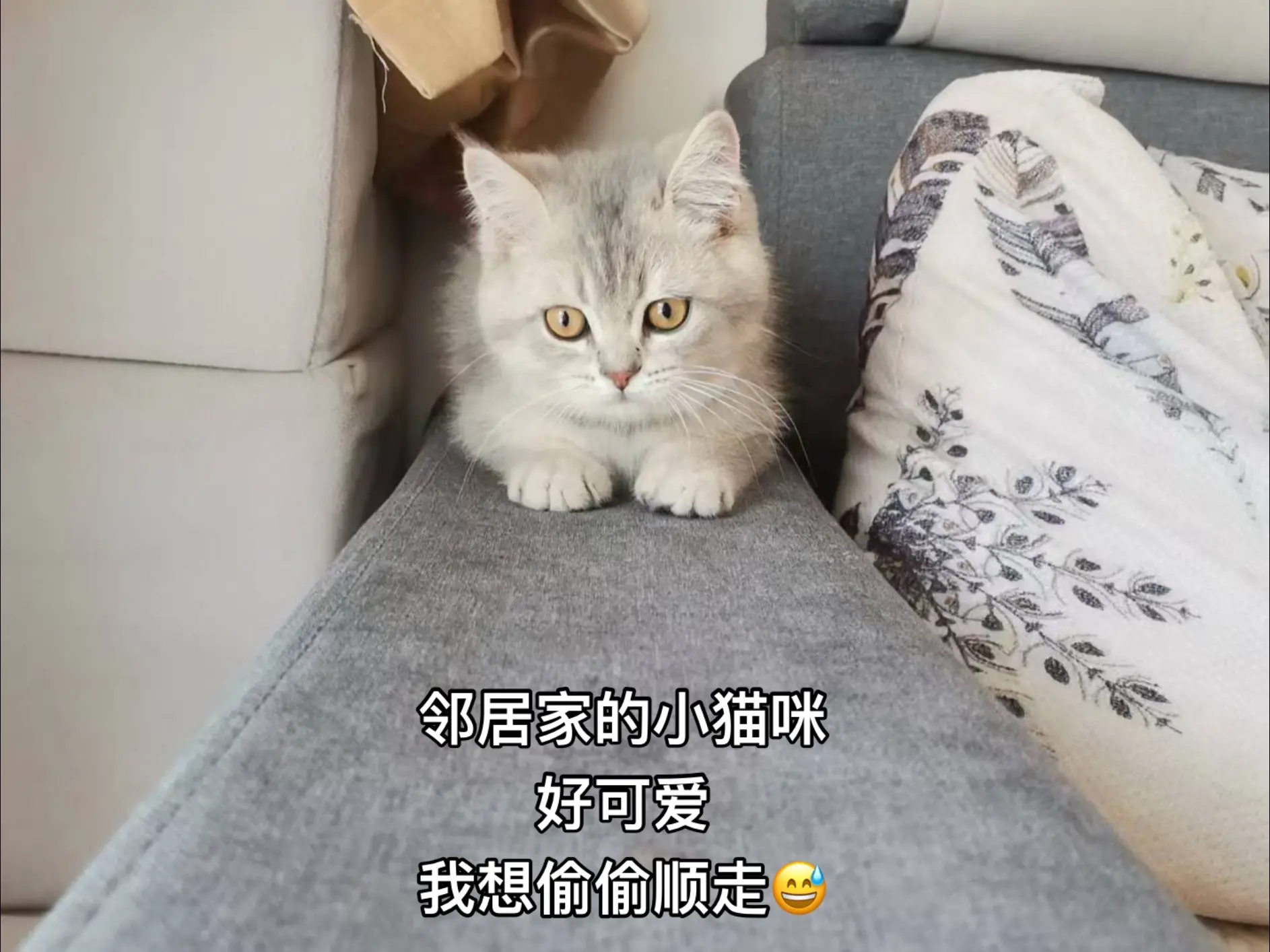 好可爱的小猫咪呀。