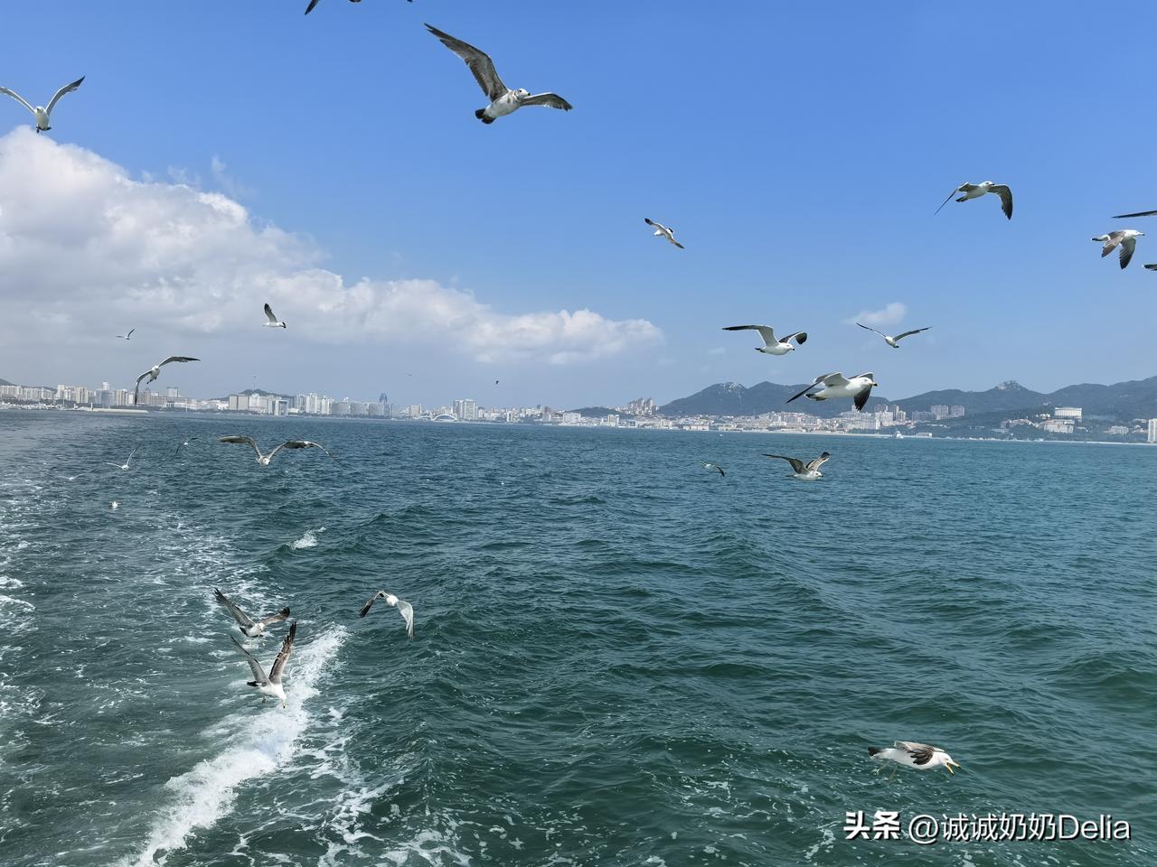 蓝天白云碧海，海鸥振翅迎风，自在翱翔于海天之间。
大美威海！👍👍👍