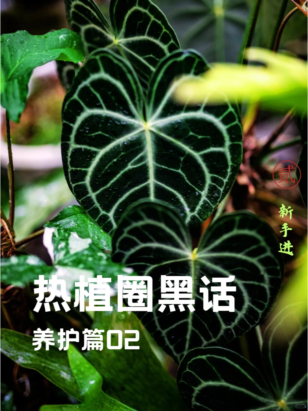 👏热植入坑✅新手必看的热植养护术语