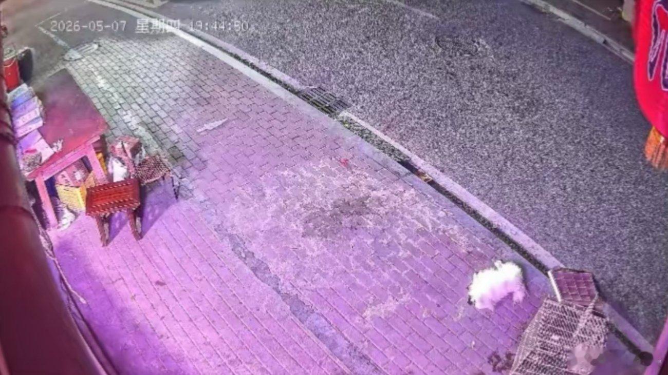 -光看文字都觉得好窒息…完全不理解成年人吵架，拿小动物撒气这种事！ 