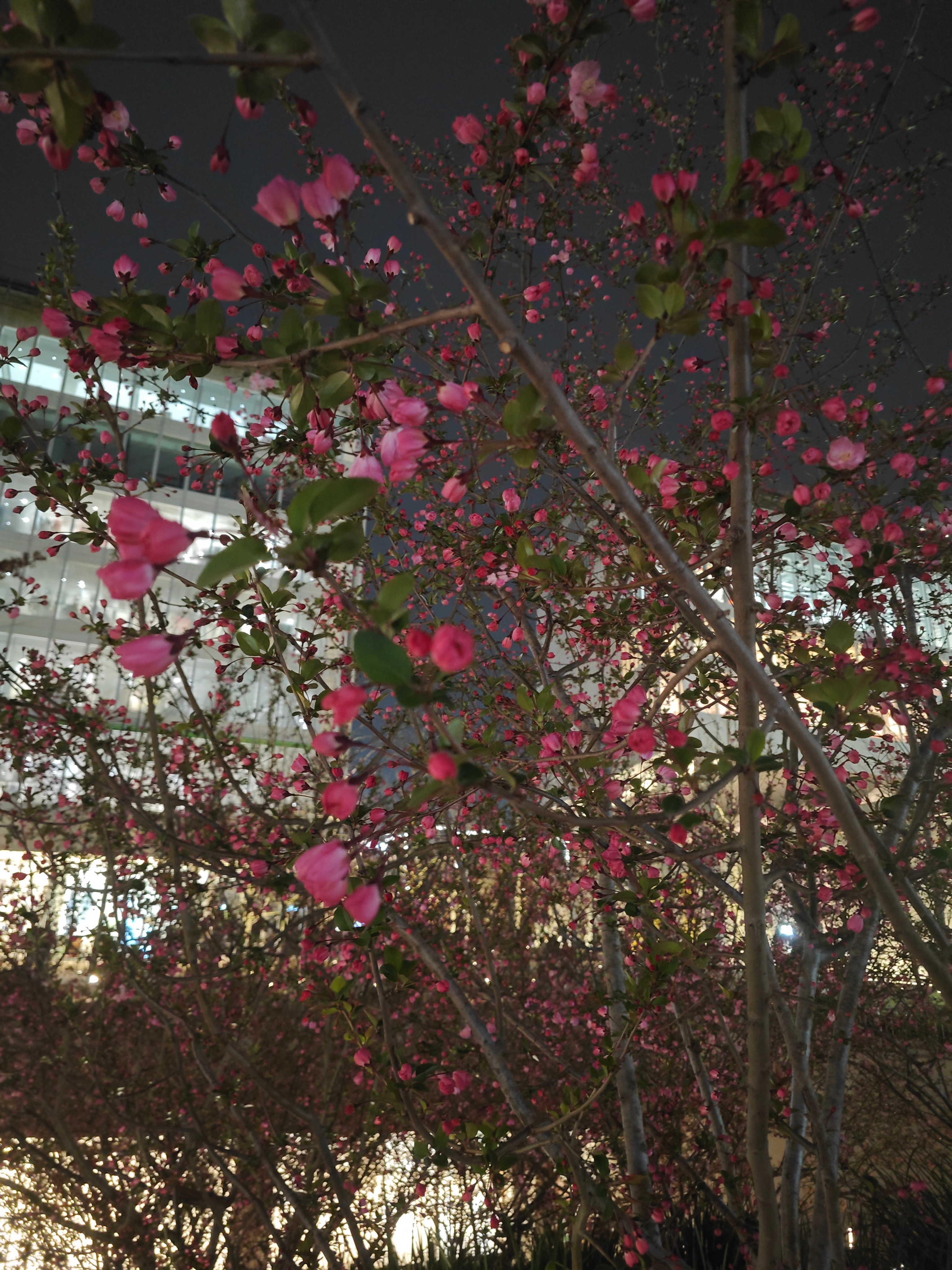 她们说这是海棠花真的假的 