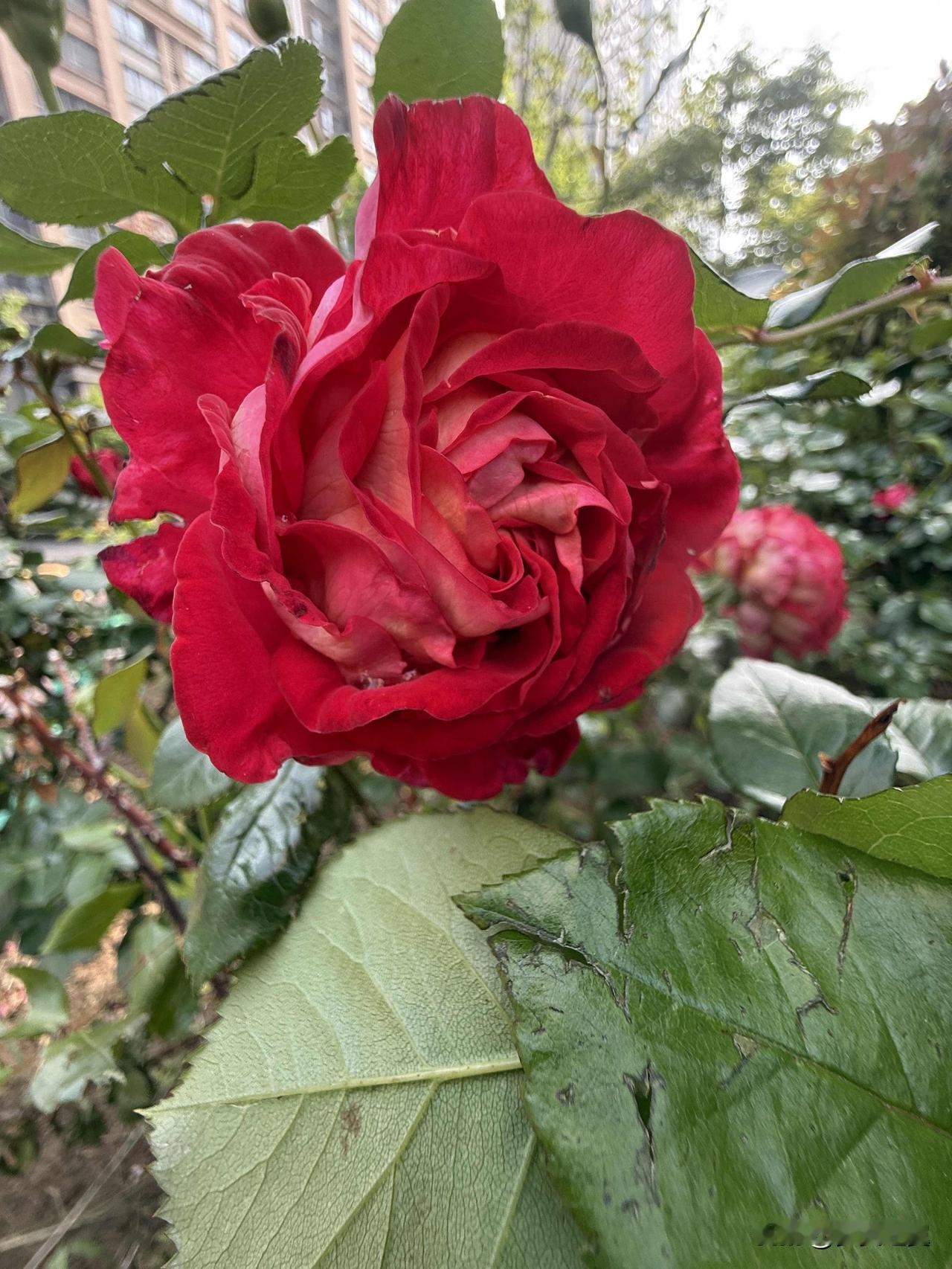 【小对联】
上：……？
下：先到先得。