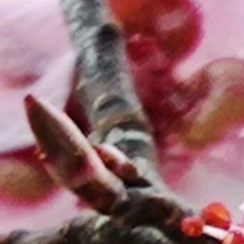 桃花种植条件如下： 1. 土壤：排水良好、肥沃疏松、富含腐殖质的中性或微酸性土。