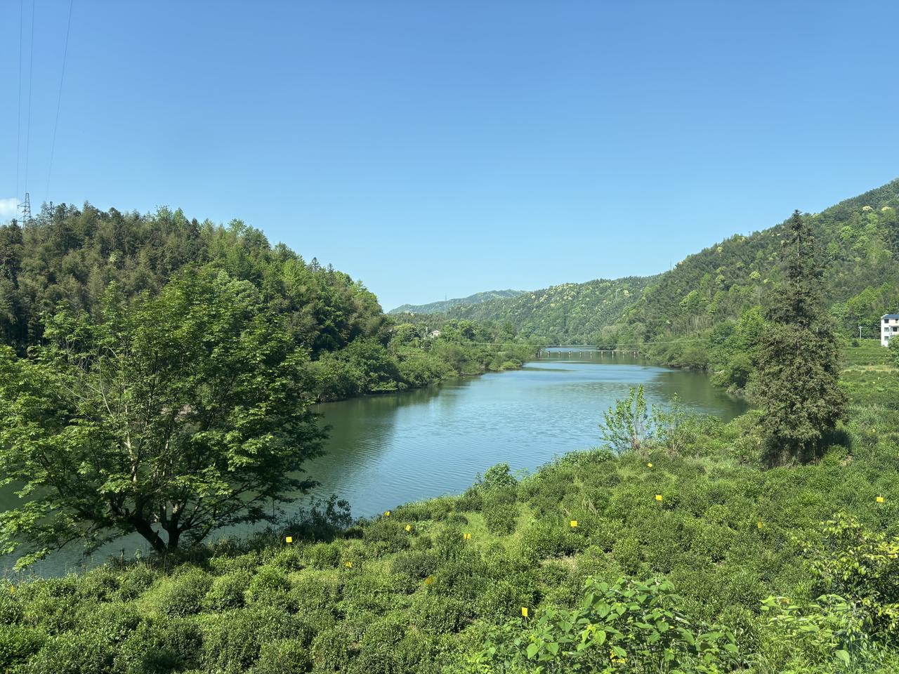 【祁门安茶】： 
    来到祁门安茶的原产地，祁门县卢溪乡，这里的溪水潺潺流淌
