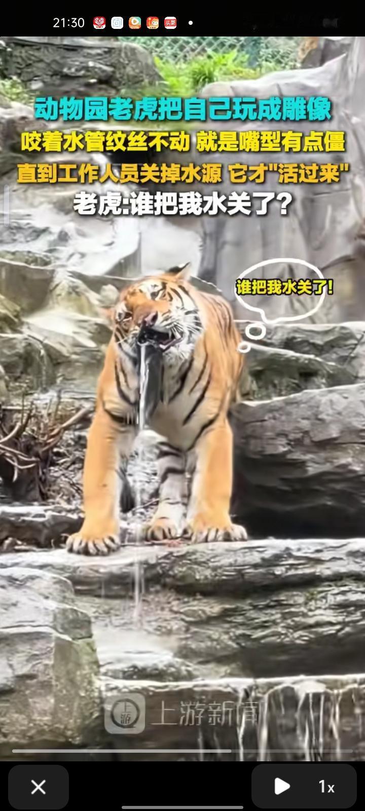 10月3日，洛阳市栾川县。网友发视频称，在动物园看到一只老虎叼着水管站在原地纹丝