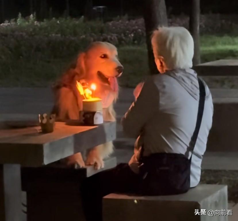 奶奶给狗过生日🆚狗上万元学校：同样是爱狗，一个被心疼，一个被骂？这世界太双标了