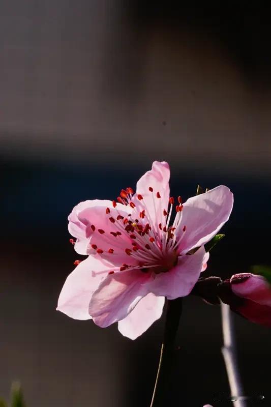 《七律*咏桃花》乐韵诗心原创诗词:
桃花含笑沐东风，
粉面含娇韵不同。
要做花间