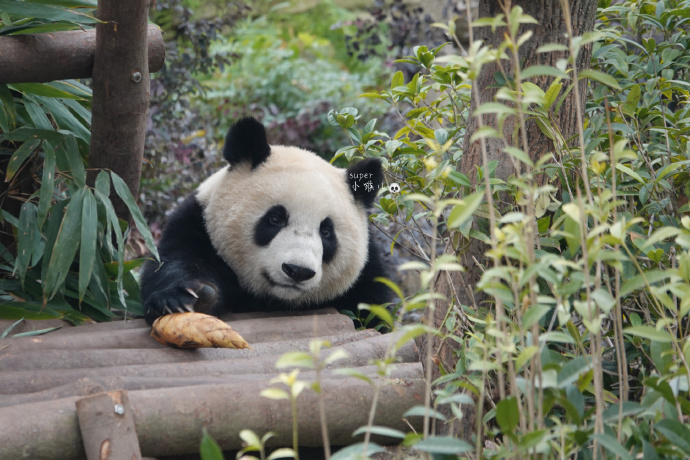 好可爱的熊猫🐼宝宝 