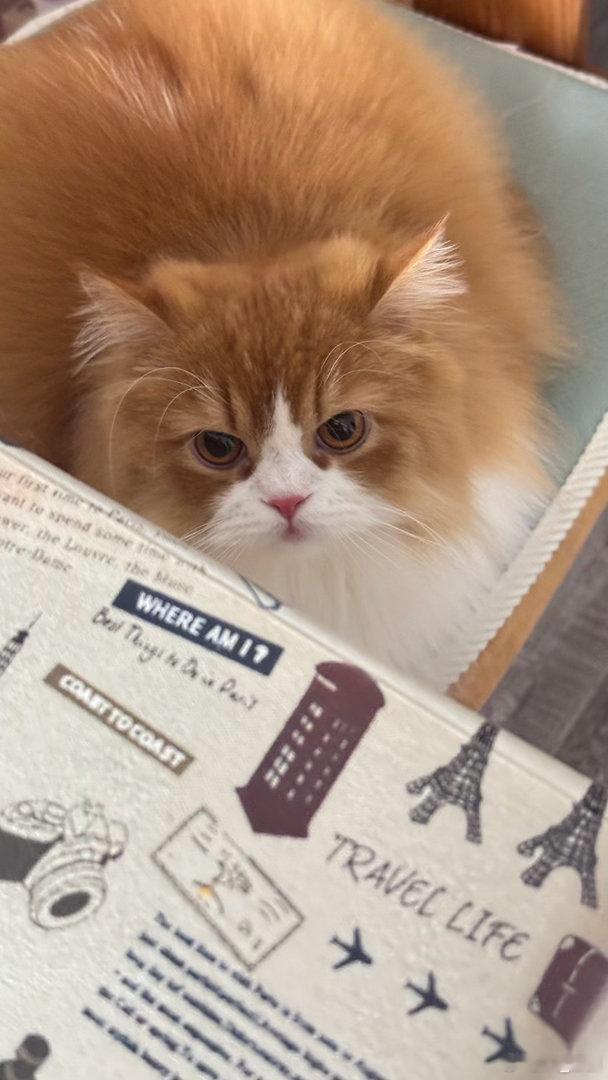 每日萌宠打卡萌宠 优雅的猫王子 