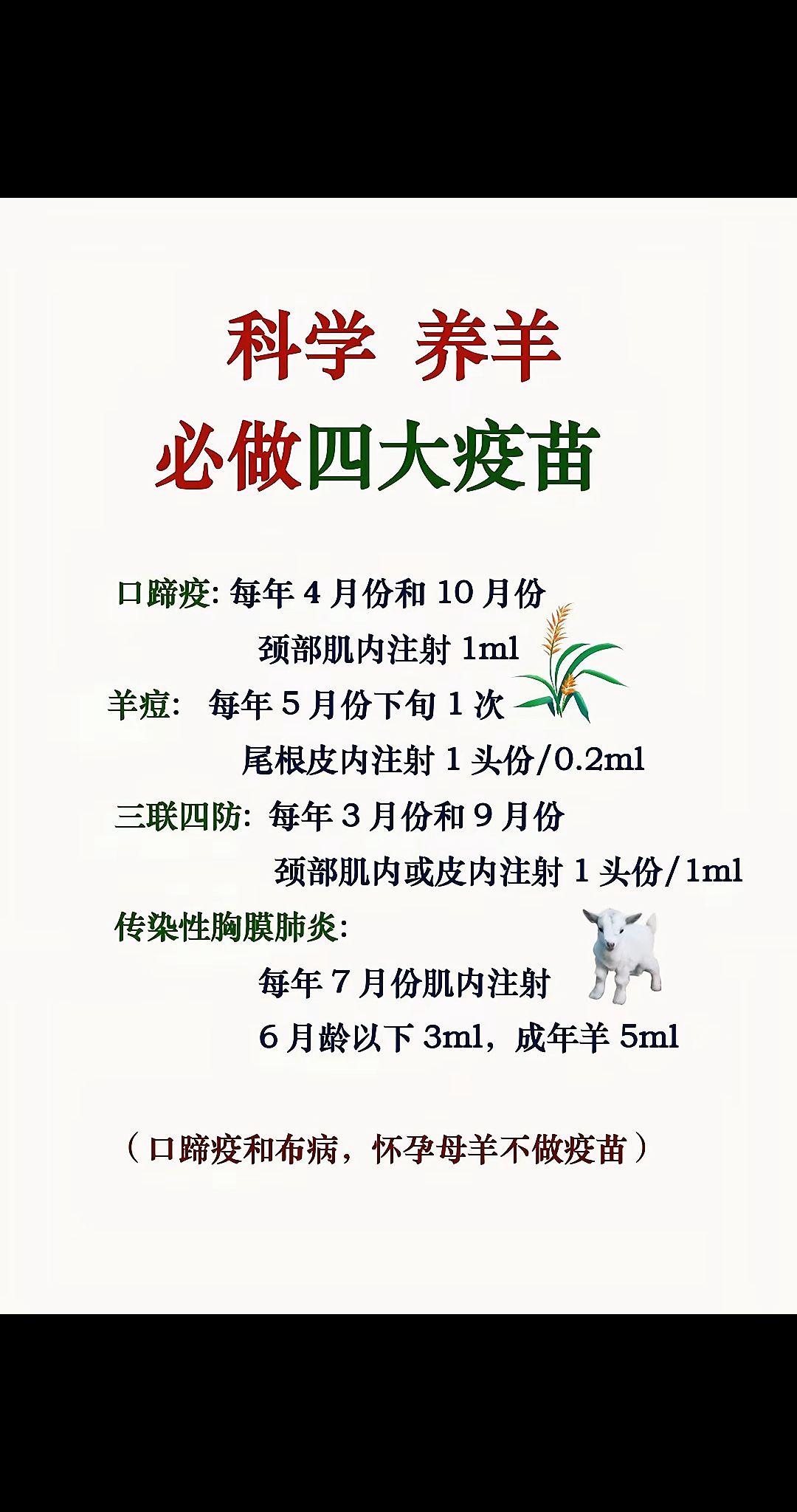 养羊人 农村养羊