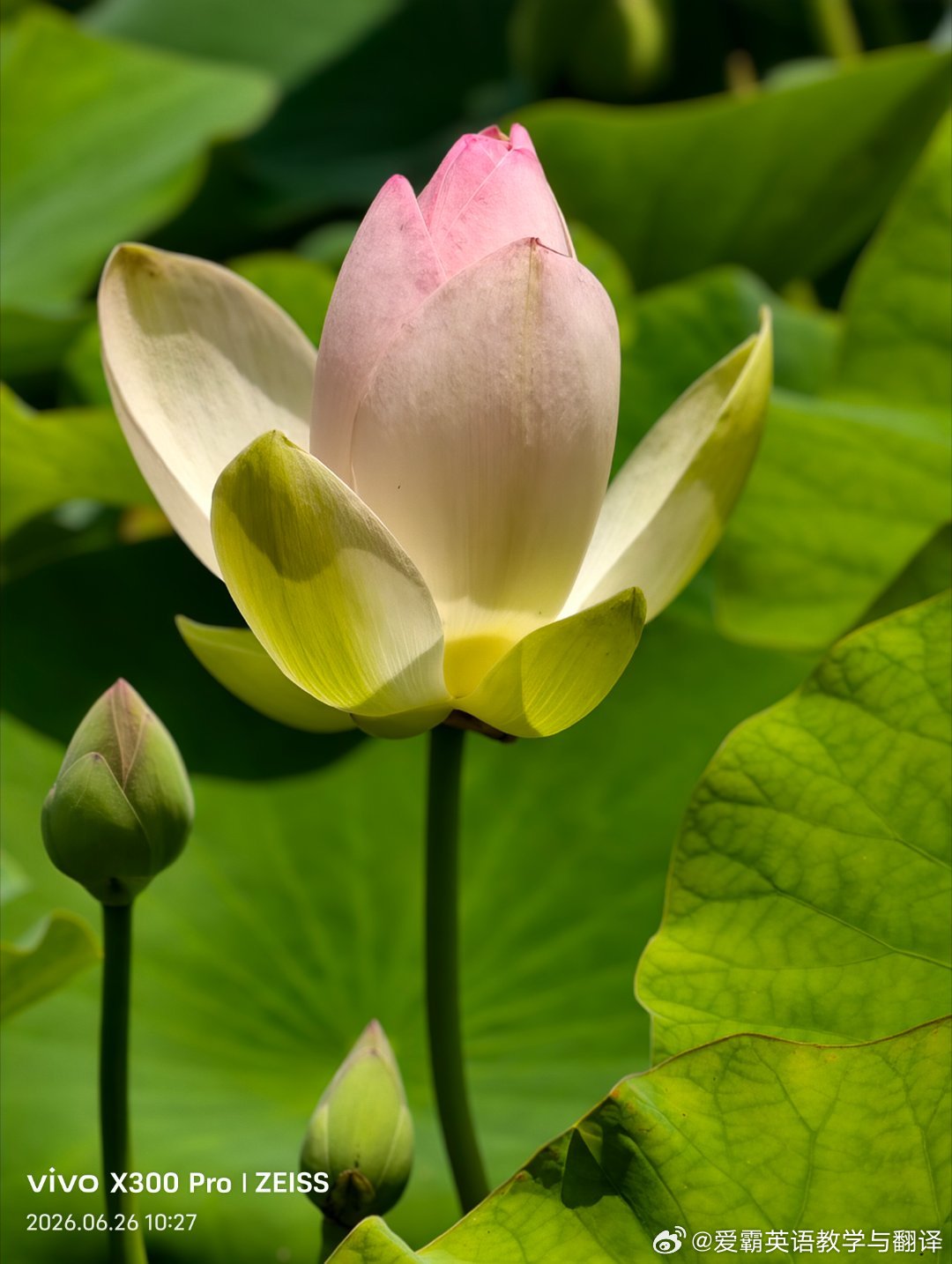 英语老师常写的“e.g.”和“i.e.”是啥的缩写？该怎么读呢？我们从上学开始记