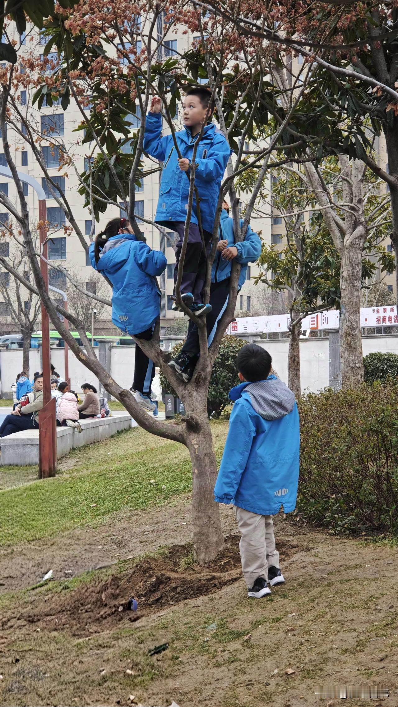 一棵小树上没有结出果子，反而结出了一群小朋友。
记得我小的时候，也喜欢爬树，不同