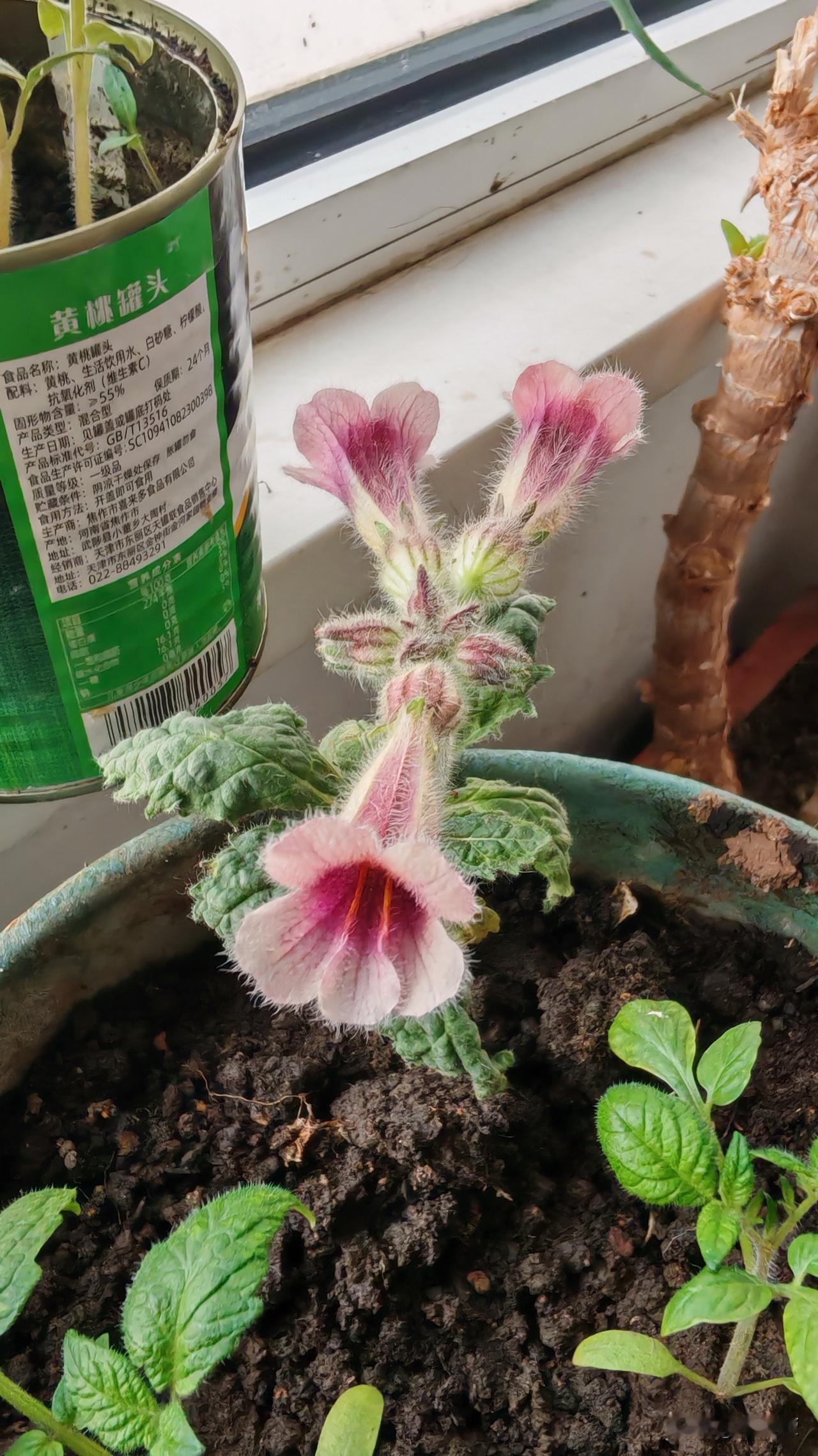 这是什么花？

上次去公园碰到一个没有见过的植物，出于好奇我把我挖回家，当时它并