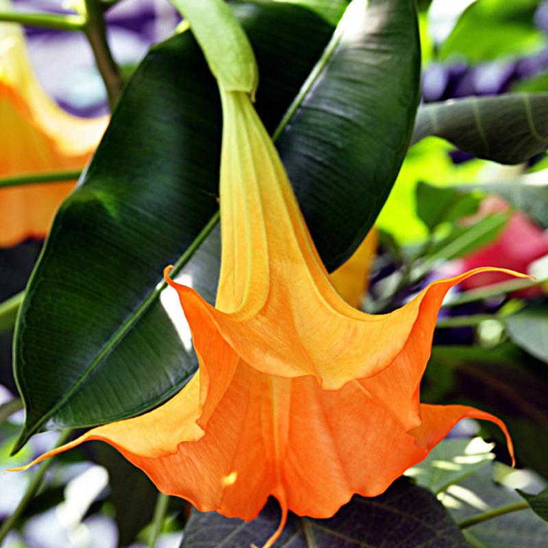 洋金花，以前在峨眉山脚下见过这个花，后来在北京一小店吃刀削面的时候旁边也见过这个