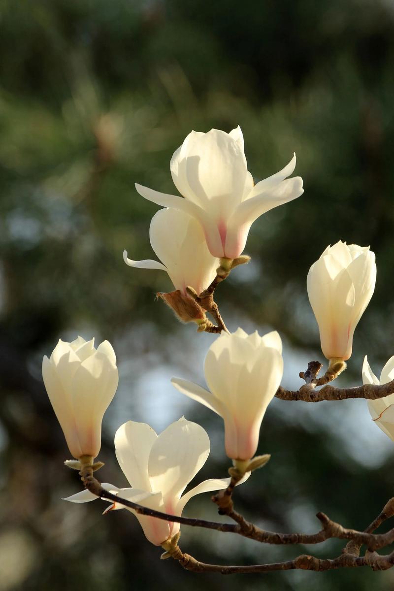 站在树下抬头看，花瓣层层叠叠，阳光一照透亮透亮的，风一吹轻轻晃，连空气都变得温柔