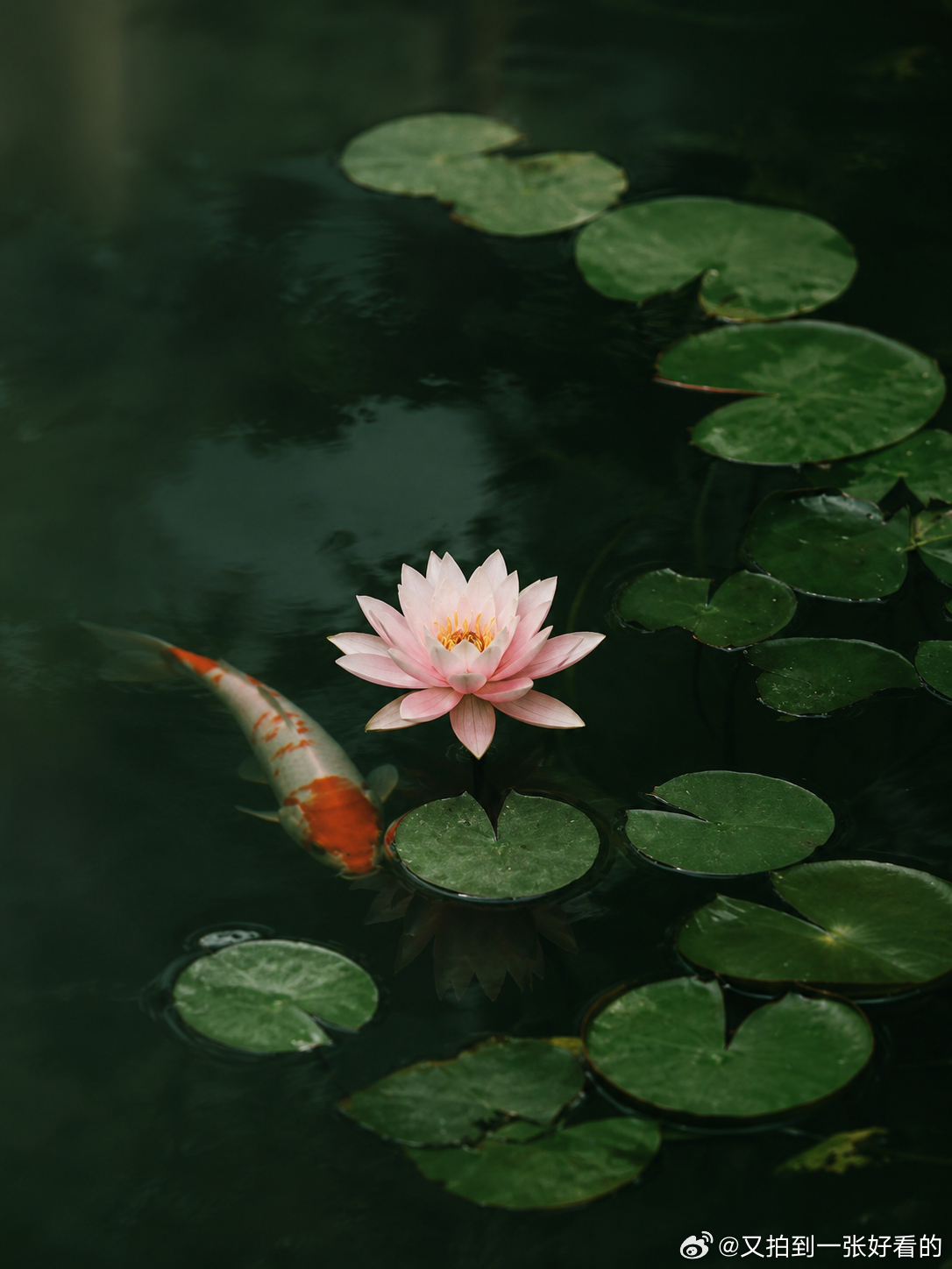 🖼️ 夏天到了，就要拍池塘与莲花 ​​​