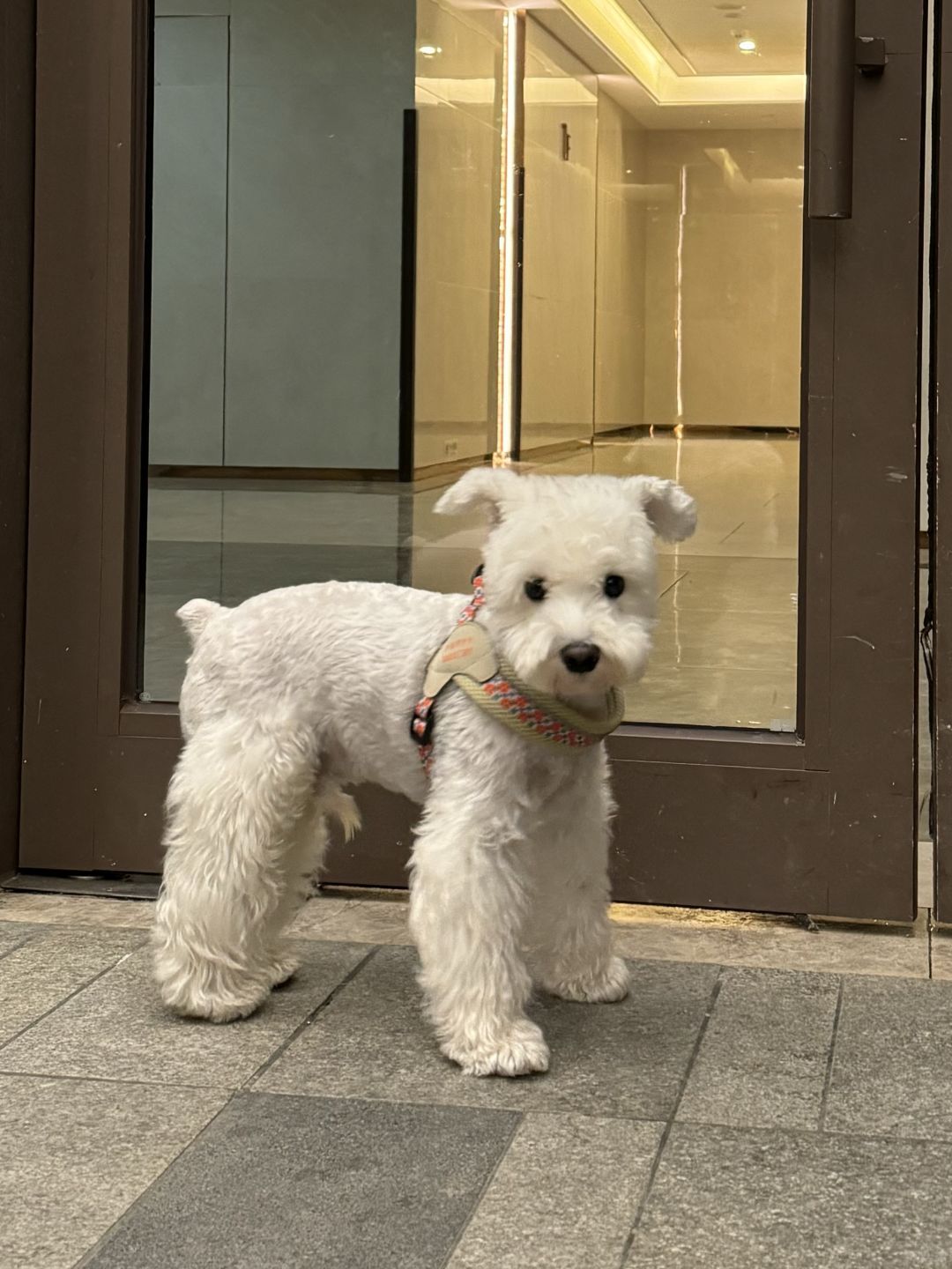 丁丁历险记里的小狗 