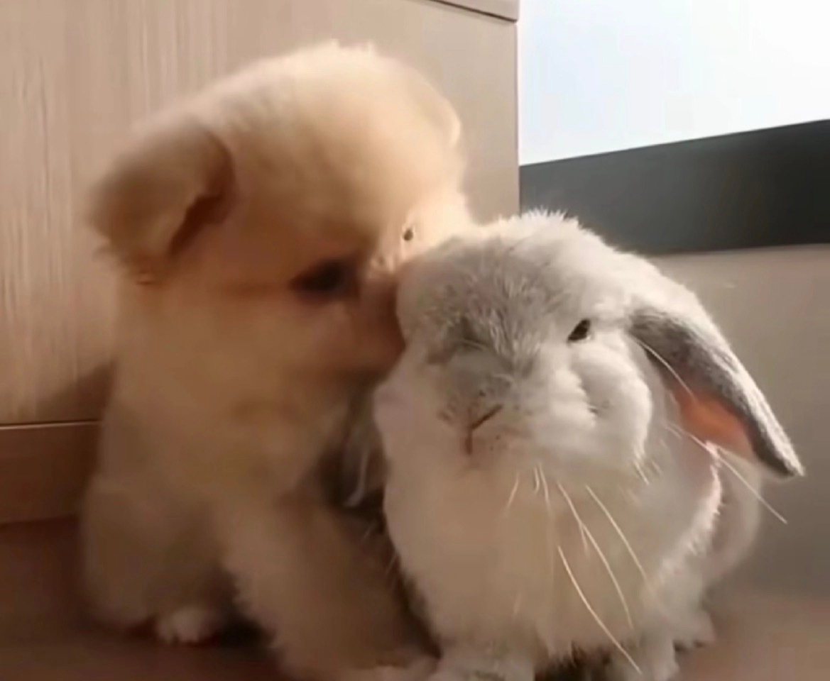 小狗：讲故事给兔子听兔子：报意思俺没睡醒萌宠 🐶金毛 🐰垂耳兔