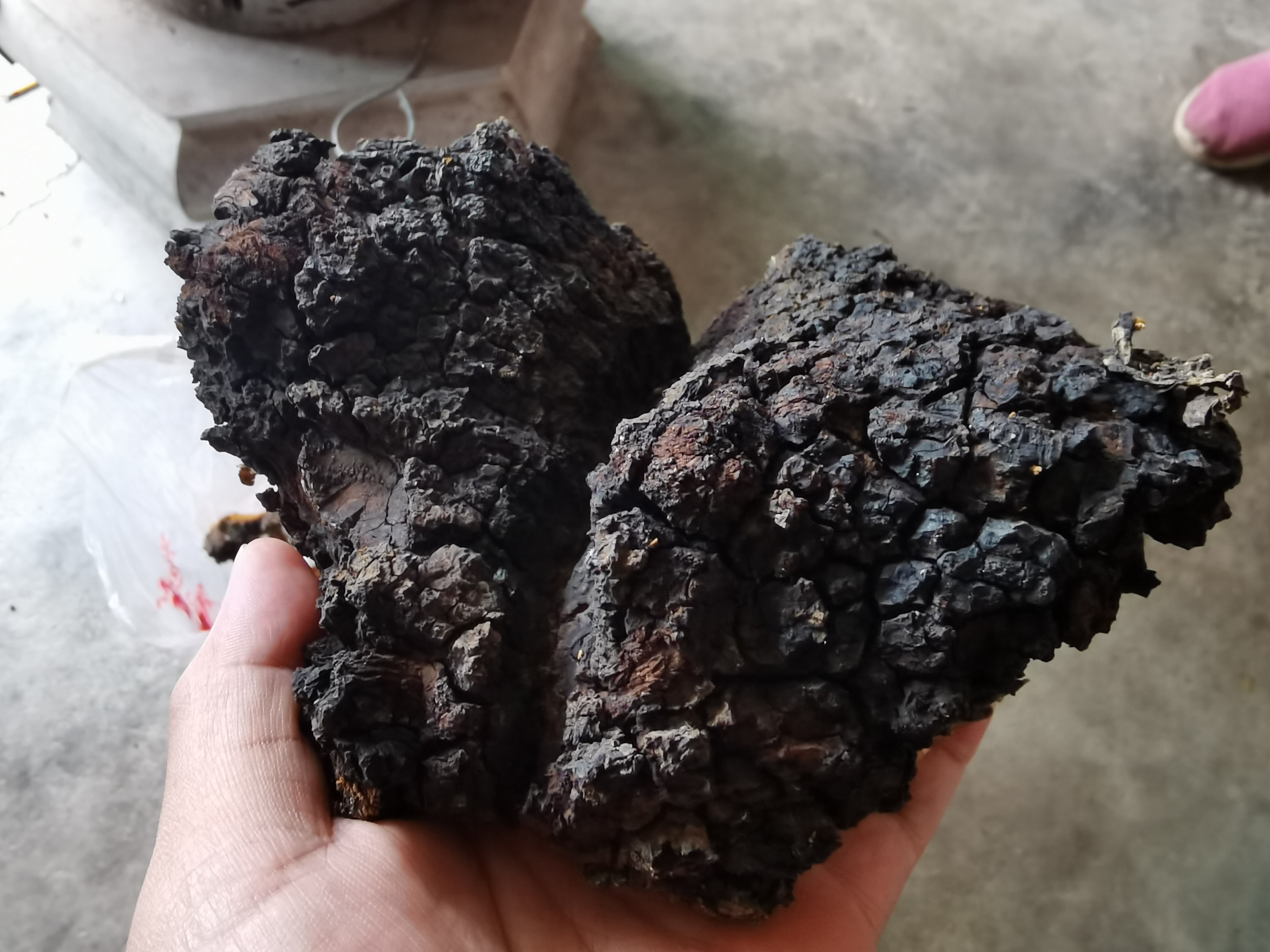 秦岭里的野生中药材，有认识的网友么？ ​​​