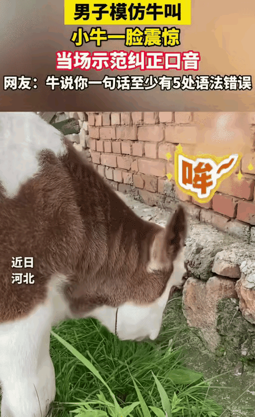 笑不活了！
         河北这名男子闲着没事，对着吃草的小牛模仿牛叫，没想