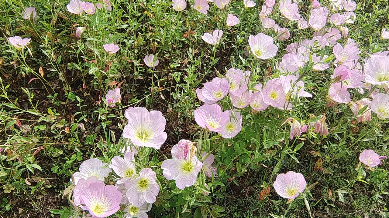 一波三折，伊朗又提条件了！
美国和伊朗今天将在伊斯兰堡就美（以）伊之间的冲突进行