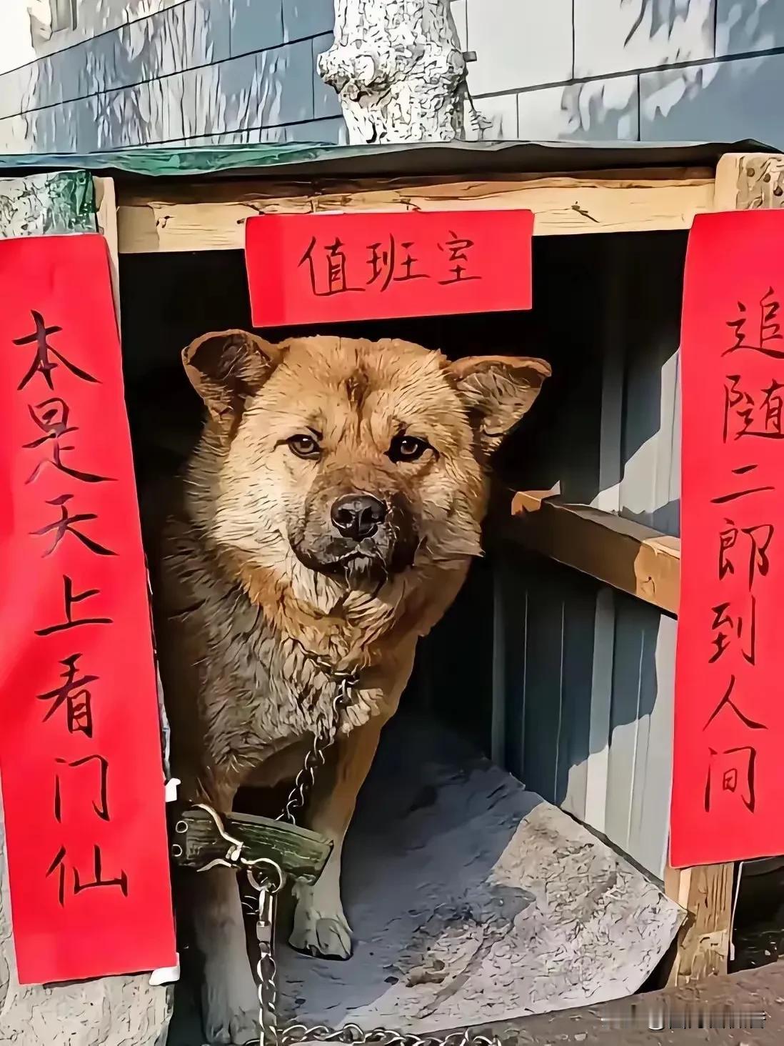 刷到这幅图真不知道该怎么说，说没花心思吧，又特地给毛孩子单独安了家，还贴了对联，