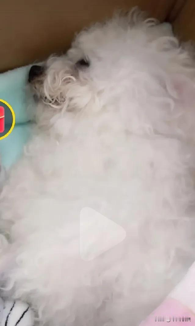好好的宠物狗拿去洗澡店洗澡，过二天怎么就生病死了，主人怀疑是洗澡员工搞了鬼，可又