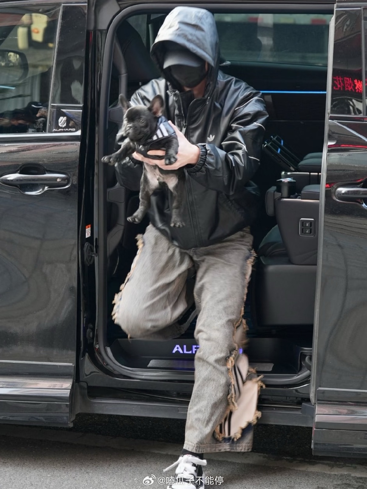 何与的小狗也太幸福了！ 