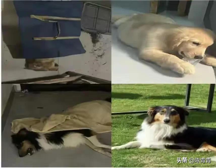有人高空抛下食物、毒死多条宠物狗，派出所立案了，这事你怎么看？

在广西崇左市一