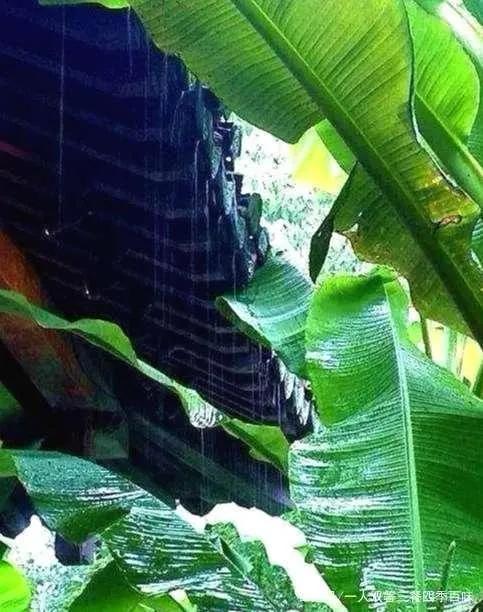 上联：雨打芭蕉林叶乱，
下联：您请[作揖][作揖][作揖]