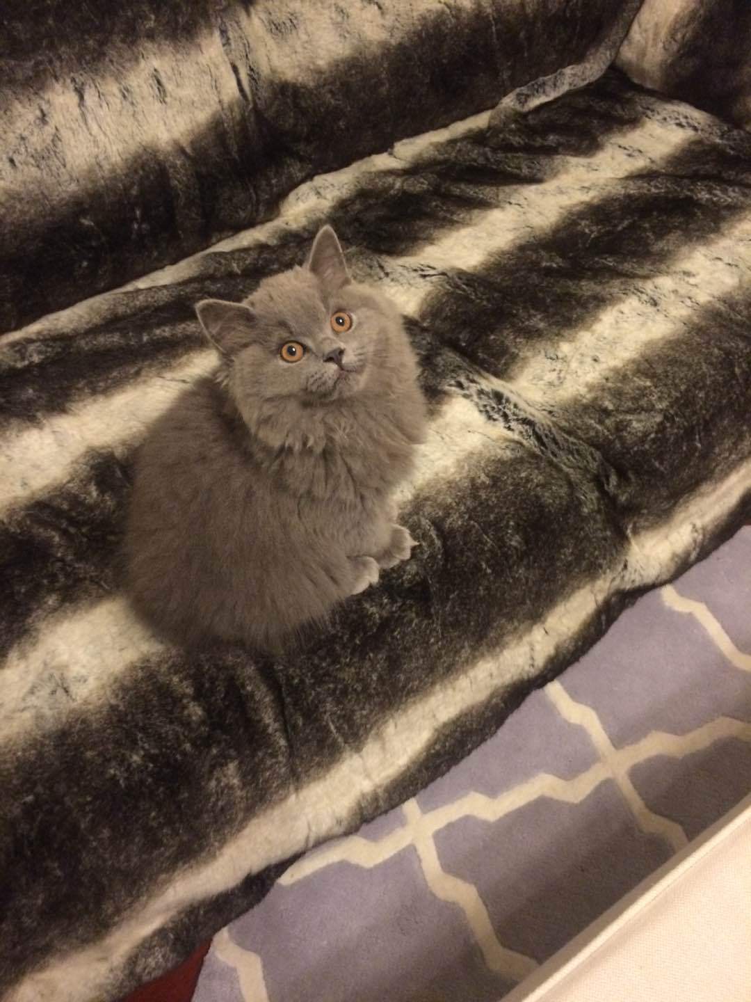 小时候明明这么可爱，长大了变成潦草小猫 