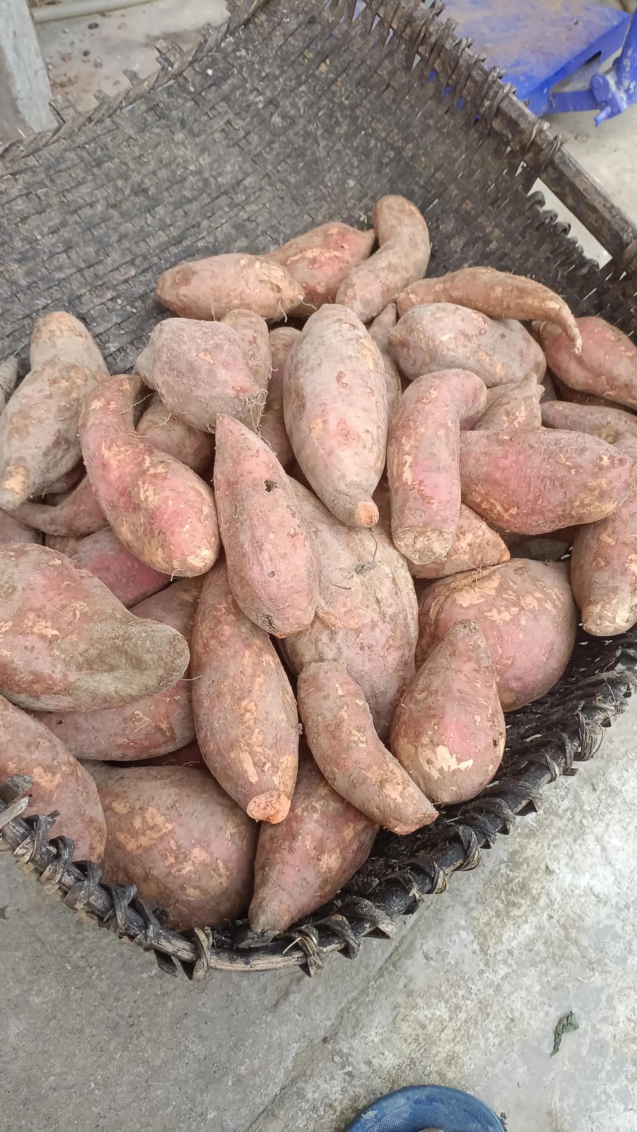 广东拖过来的西瓜红品种红薯，煮猪食喂猪，买了520斤，价格比我本地的还便宜，[捂