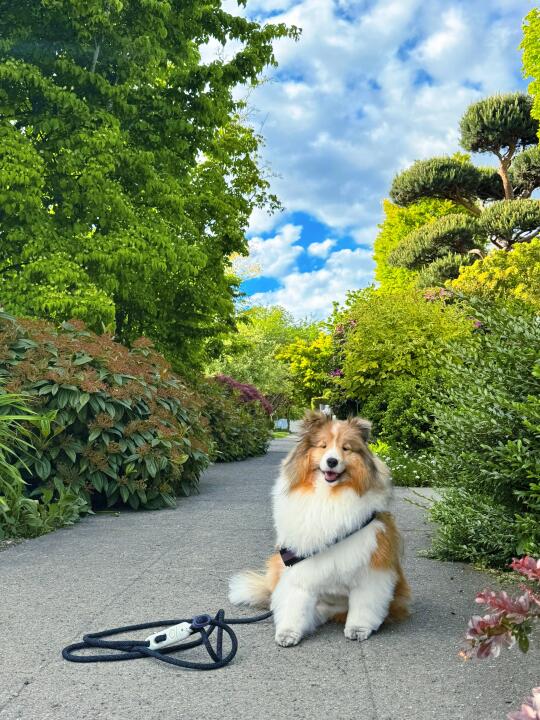 [和小狗春日散步] 是一次冥想🧘‍♀️
